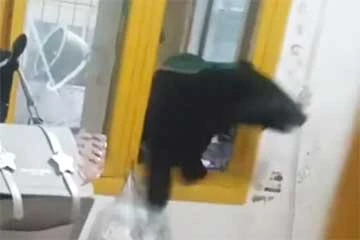 Ведмежа видерлося стіною на третій поверх і залізло у квартиру: господарі застали його в кімнаті